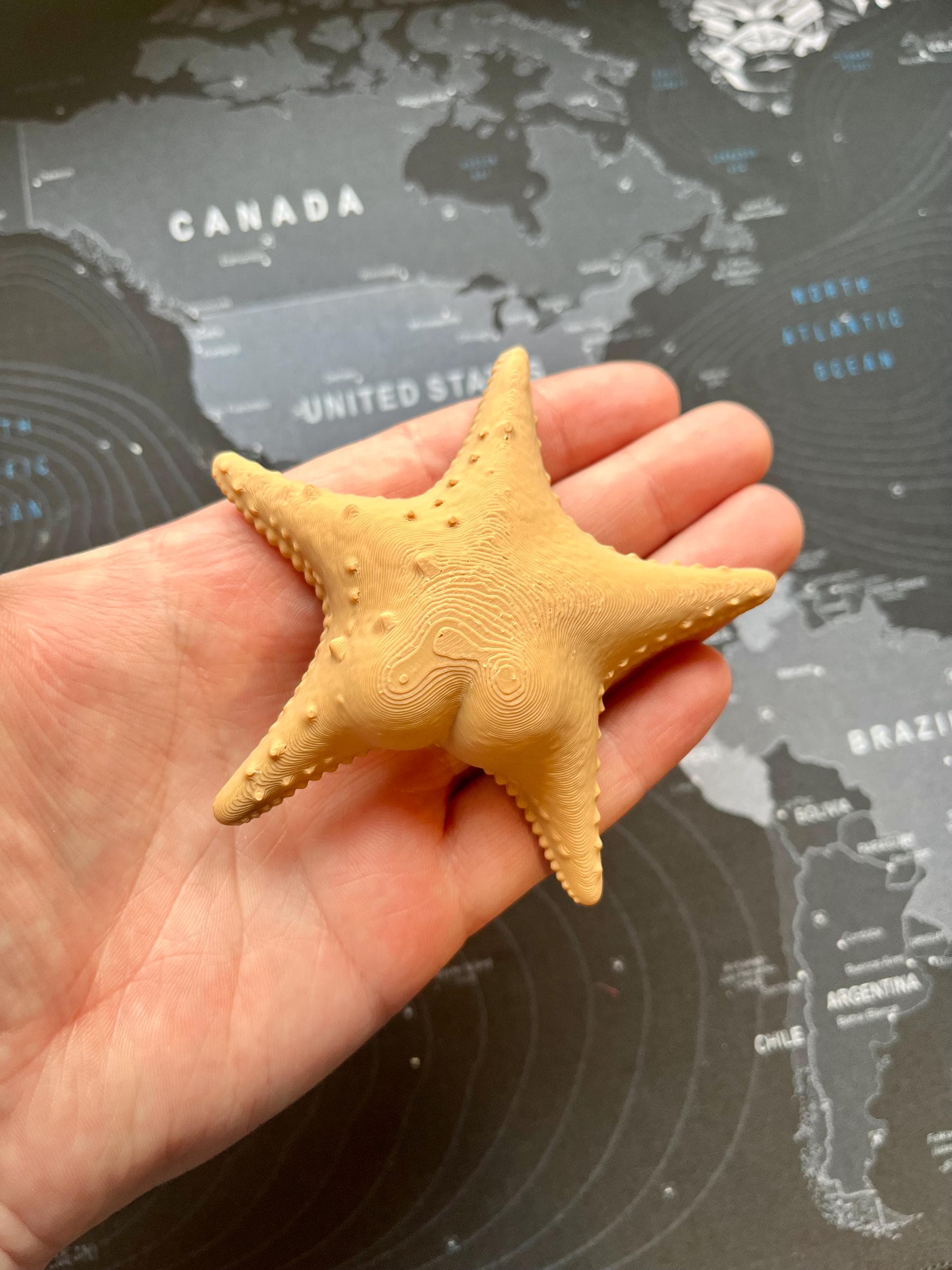 Big Booty Starfish Fridge Magnet 36+ Colours